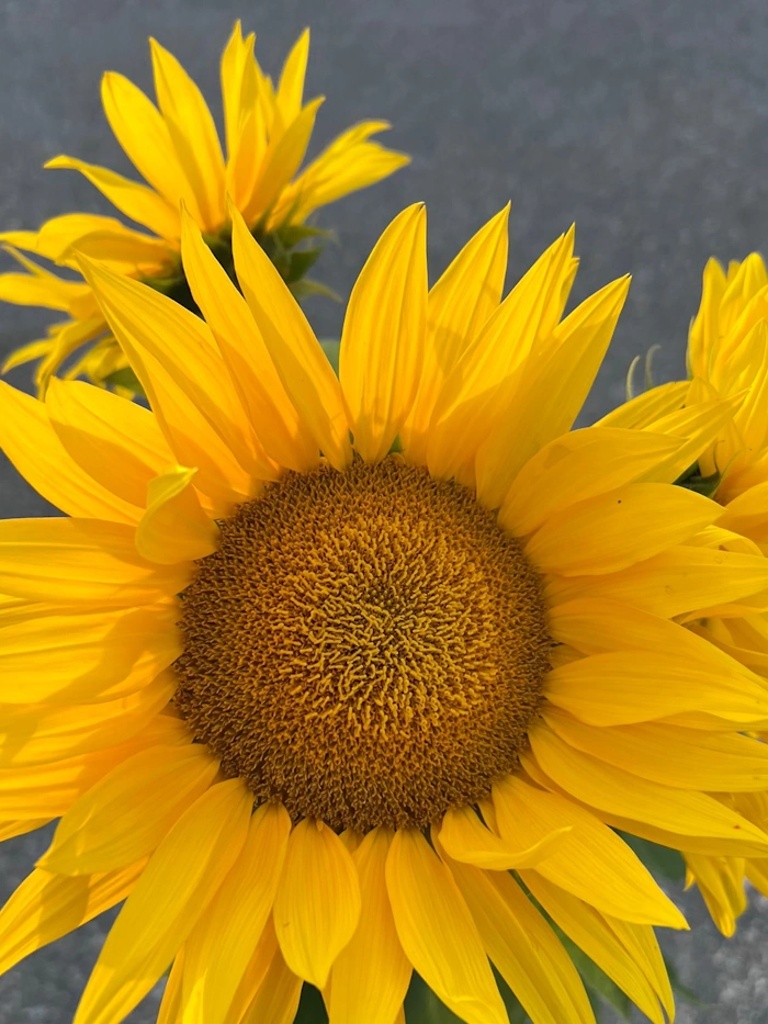 Kuva auringonkukasta