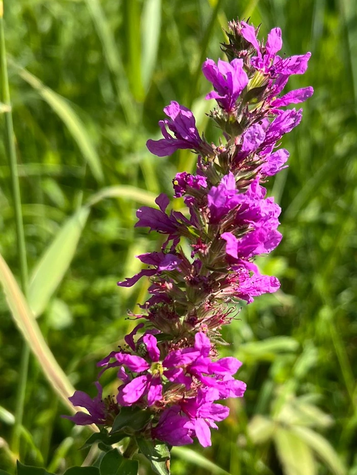 Kuva auringonkukasta